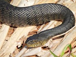 8 snakes you ll find in the south s