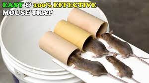mouse trap bucket rat trap homemade