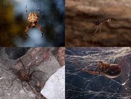 Spider Is Not A Brown Recluse