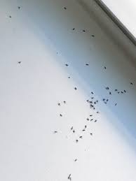 The bugs will buzz that light rather than the monitor. Very Tiny Black Flying Bugs Ask An Expert