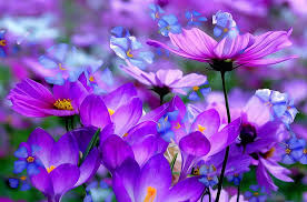 flowers background pretty purple