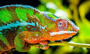 chameleon facts chamaeleonidae