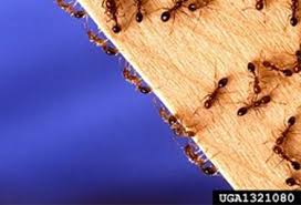 exotic invasive ants daff