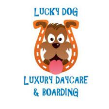 training lucky dog daycare