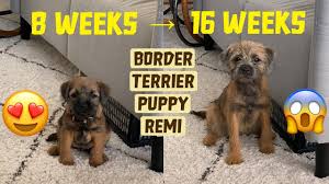 border terrier mi find out the