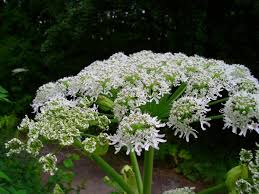 Everything Hikers Should Know About Giant Hogweed Backpacker