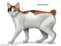 Although cats are less likely to be defined by their breeds as dogs, cats certainly have individual traits that vary considerably based on their breed. Shorthair Cat Breeds Britannica