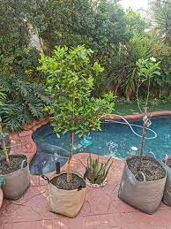 Growing Fruit Trees In A Small Garden