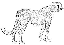 cheetahs kids coloring pages