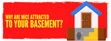 Why Are Mice Attracted To Your Basement