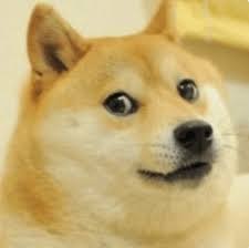 Image result for doge