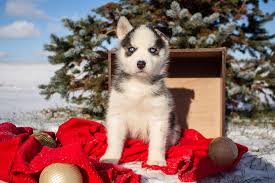 baby puppy blue eyes siberian