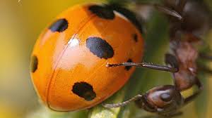 Bbc Breathing Places Learn About Ladybirds