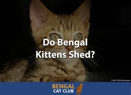 Take her to your vet as soon as possible to rule out any potential illness. Do Bengal Kittens Shed Bengal Cat Club