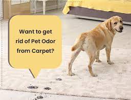 want to get rid of pet odor from carpet