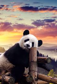 cute panda iphone wallpapers top free