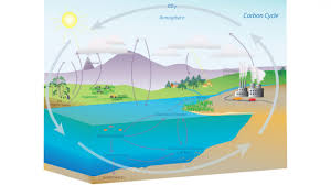 carbon cycle national oceanic and