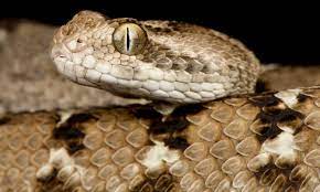 saw scaled viper facts echis