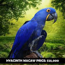 how much does a macaw cost s of
