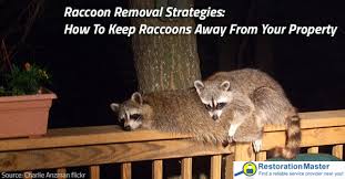 There's less chance of finding babies compared to if raccoon are coming into areas that you do not want them to like in the garden, around chickens, or around rabbits then certain scents may change there presence. How To Keep Raccoons Away From Your Property