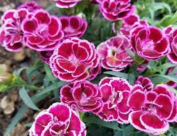 11 Fragrant Perennial Flowers For The