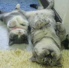 Image result for cats sleeping