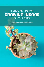 how to care for succulents indoors