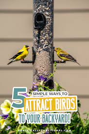 5 ways to attract birds to your garden