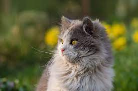 british longhair cat breed information