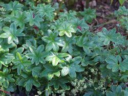 Berg-Silbermantel (Alchemilla hoppeana) für Deinen Garten!