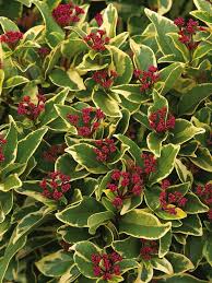 Many shrubs in these pages are tropical plants that require a warm climate to survive during winter time. Linglung Popular Evergreen Landscaping Ideas Zone 7