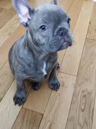 French bulldogs are very playful, yet some males may be dog aggressive. Last Kc Male Blue Brindle Frenchbulldog Puppies Nottingham Nottinghamshire Pets4homes