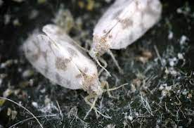13 tiny white bugs that look like dust
