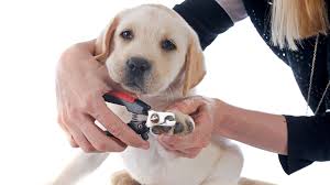 the best ways to clip your dog s nails