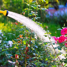 10 watering tips for gardening success