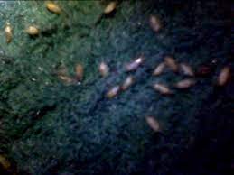 carpet beetle larvae or maggots
