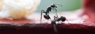 Read profiles and ask about their. How To Keep Ants Away Western Exterminator
