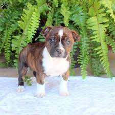 waggy boston terrier mix puppy for
