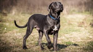 Cane Corso All About Dogs