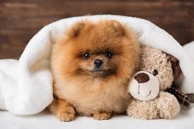 teacup pomeranian what to know before