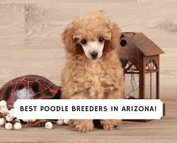 5 best poodle breeders in arizona