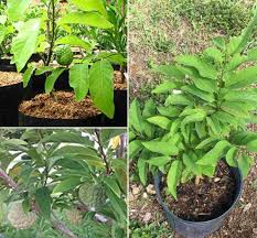 Store it in the back of the refrigerator, checking on the towel every week or so to make sure it's moist. Growing Custard Apple In Containers Sitaphal Gardening Tips