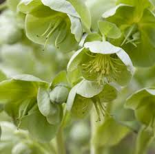 Maybe you would like to learn more about one of these? 20 Green Flowers Pretty Garden Blooms