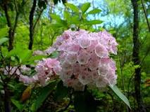 whats-the-difference-between-mountain-laurel-and-rhododendron