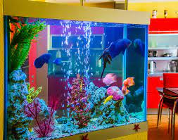 Custom Fish Tanks Aquariums Nyc