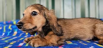 available puppies fig forest dachshunds