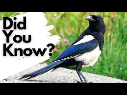 things you need to know about magpies