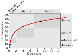 Two ways to look at age. To Figure Out Your Dog S Real Age You Ll Need A Calculator Science News For Students
