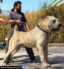 The central asian shepherd, the alabai , or the central asian ovcharka is strengthening its reputation in europe and america as one of the best guard dogs. Zhanic Son Of Zhan Alabai From Iran Alabai Kennel Iran Alabai Dog Kangal Dog Dogs