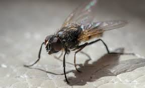 How To Get Rid Of Flies The Home Depot